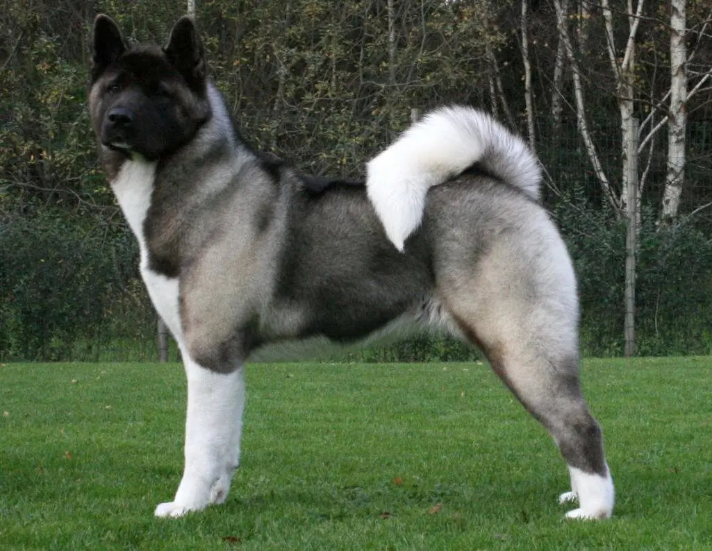 Akita Talis Us