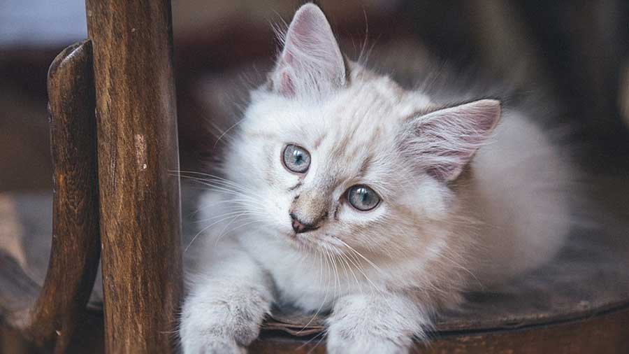 Asian Semi-longhair