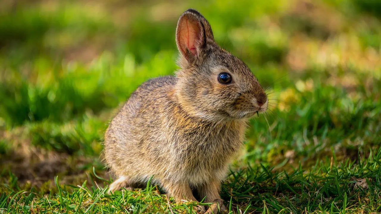 Small Animal Treats