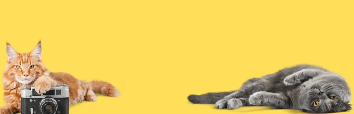 Cat - Talis Us