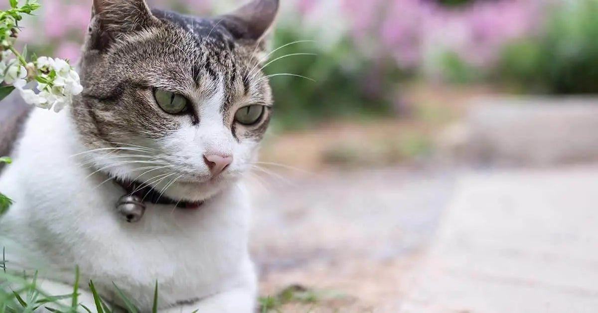 Cat Collar - Talis Us