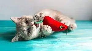 Cat Plush Toys - Talis Us