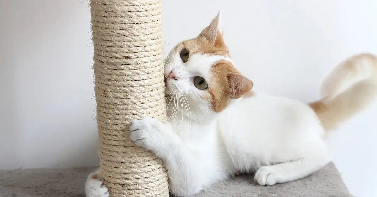Cat Scratchers - Talis Us