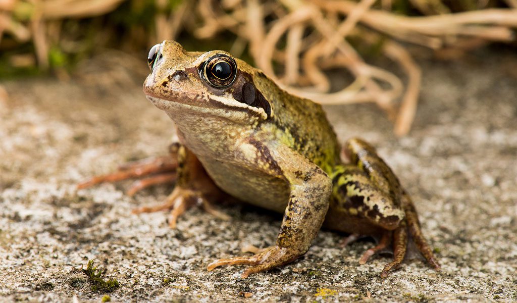 Common frog