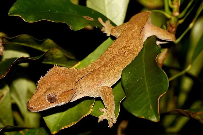 Crested Gecko - Talis Us