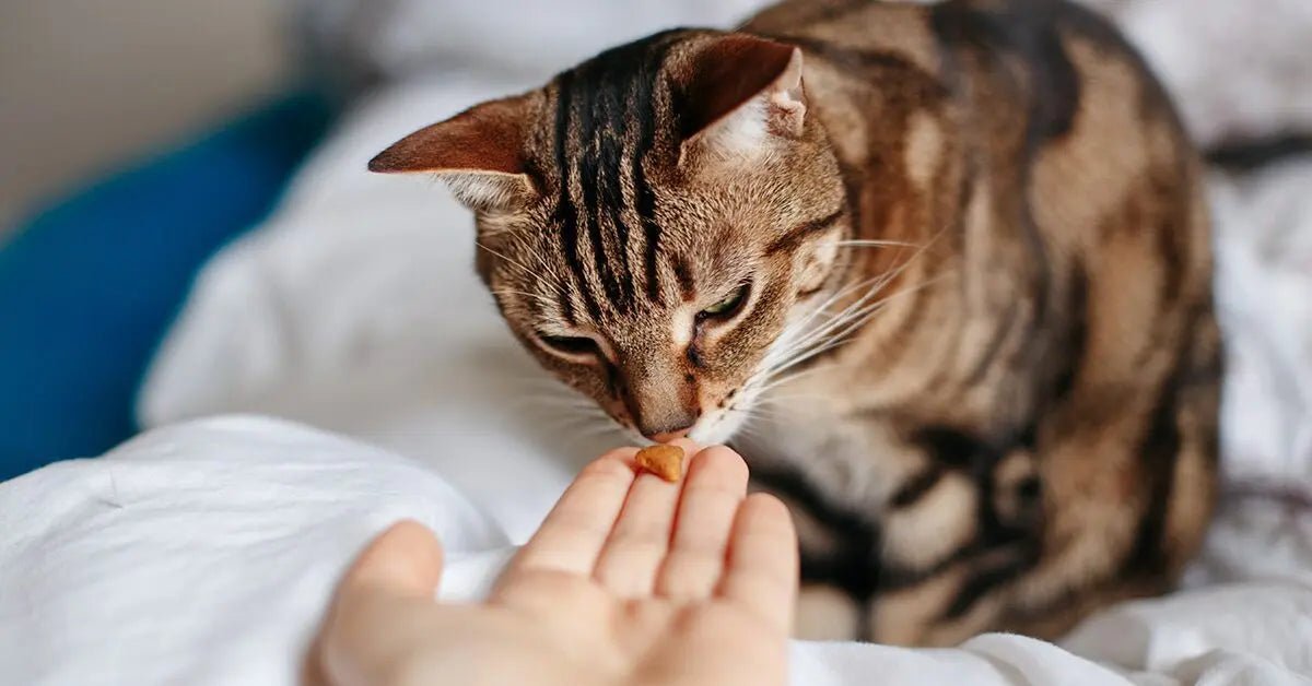 Crunchy Treats - Talis Us