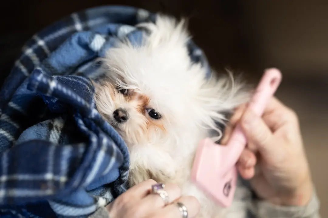 Dog Brushes & Combs - Talis Us