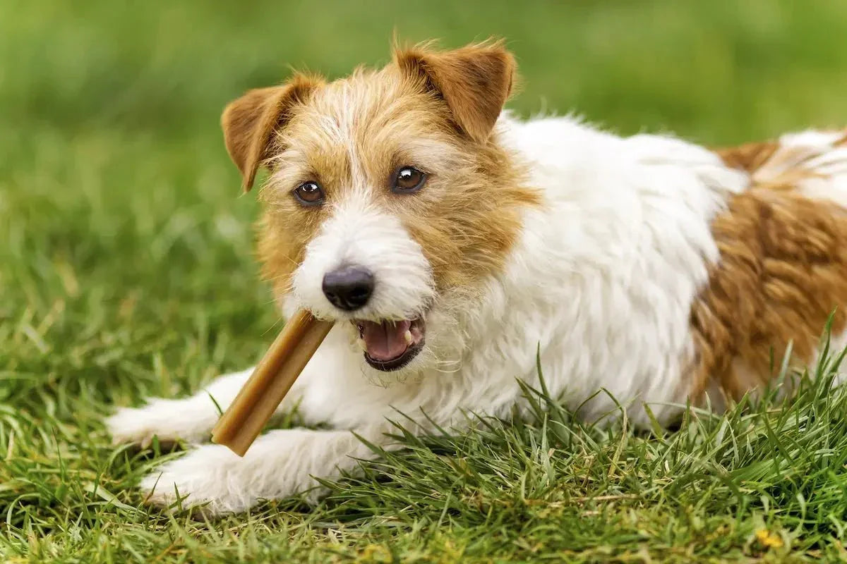 Dog Dental Treats - Talis Us