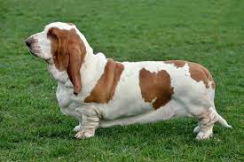 Basset Hound