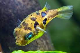 Dwarf puffer fish