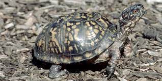 Eastern box turtle 