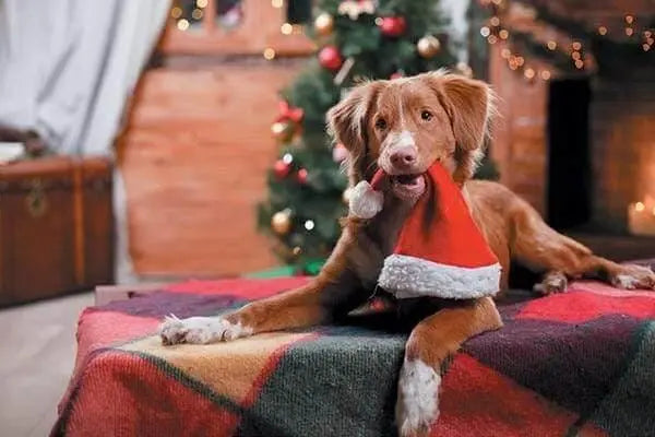 Dog lying on a blanket holding a Santa hat in its mouth representing holiday gifts for pets