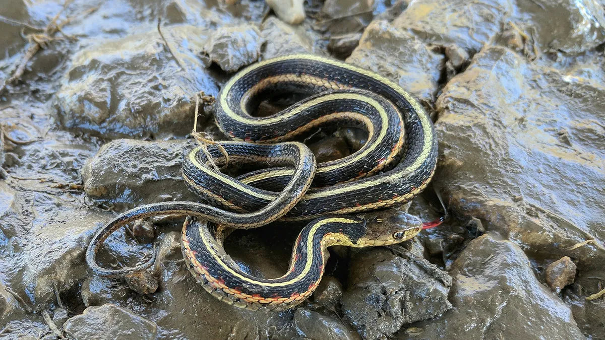 Garter snake