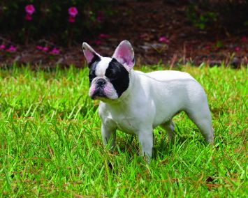 French Bulldog