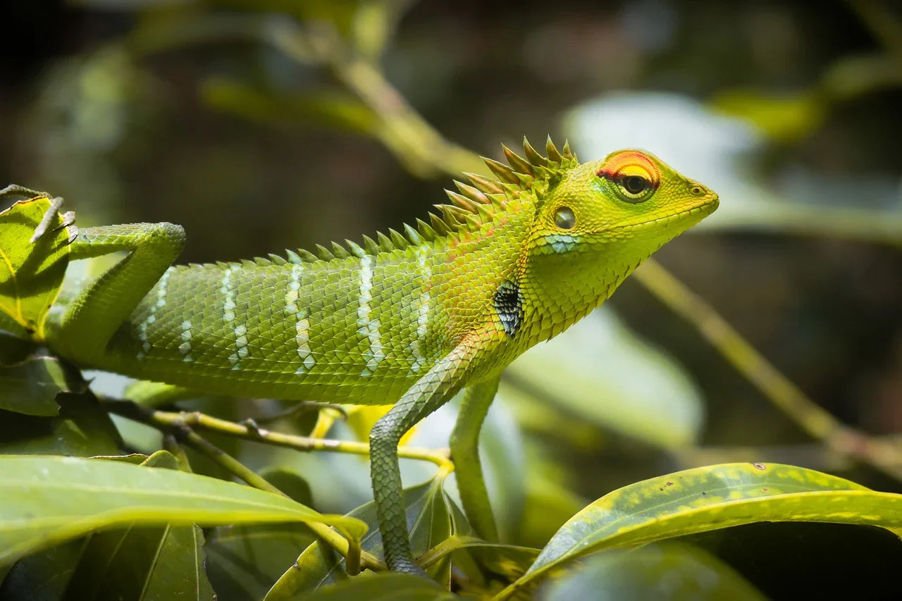 Reptile Forum