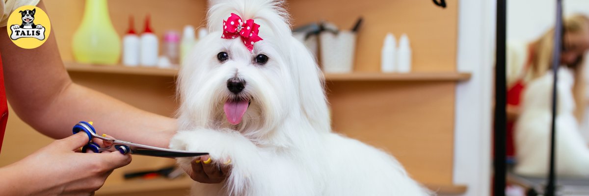 Dog Grooming Products | Quality Pet Products 
