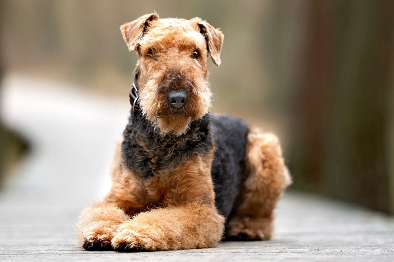 Airedale Terrier