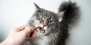 Cat Dental Treats