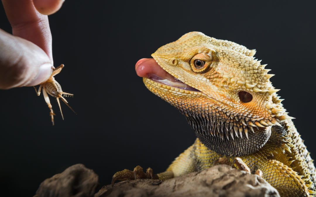 Juvenile Bearded Dragons, Reptile Food, Talis us