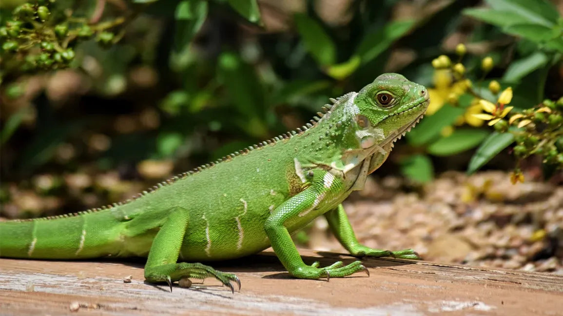 Reptile Food Toppers