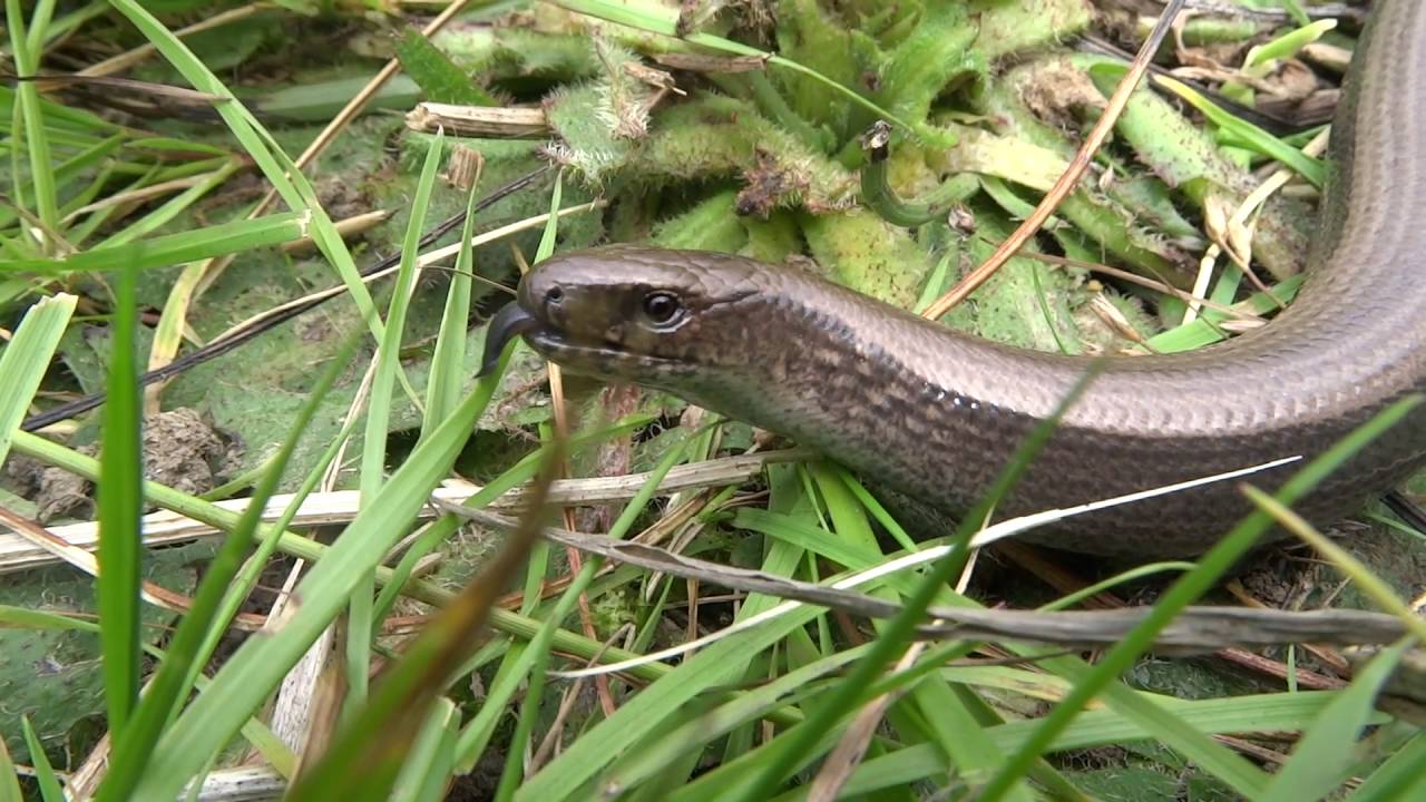 Slow worms