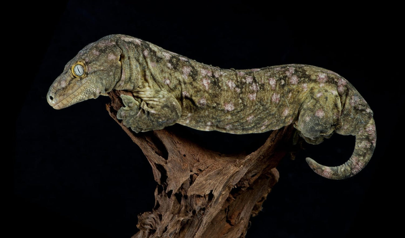 New Caledonian Giant Gecko, Reptile Food, Talis Us