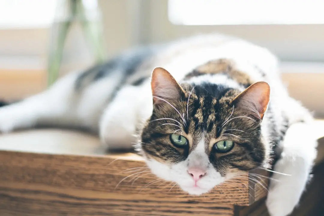 A tabby cat with green eyes lies stretched out on a wooden surface, gazing calmly toward the camera in soft, natural light.