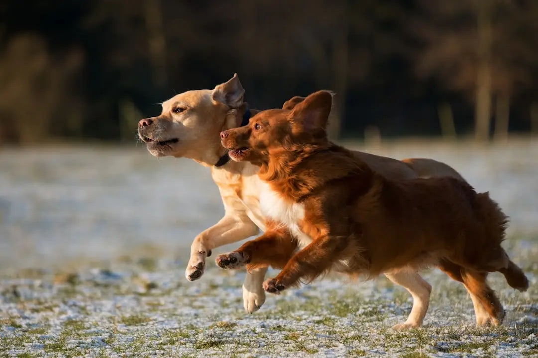 Dog-Skin-Care-Products Talis Us