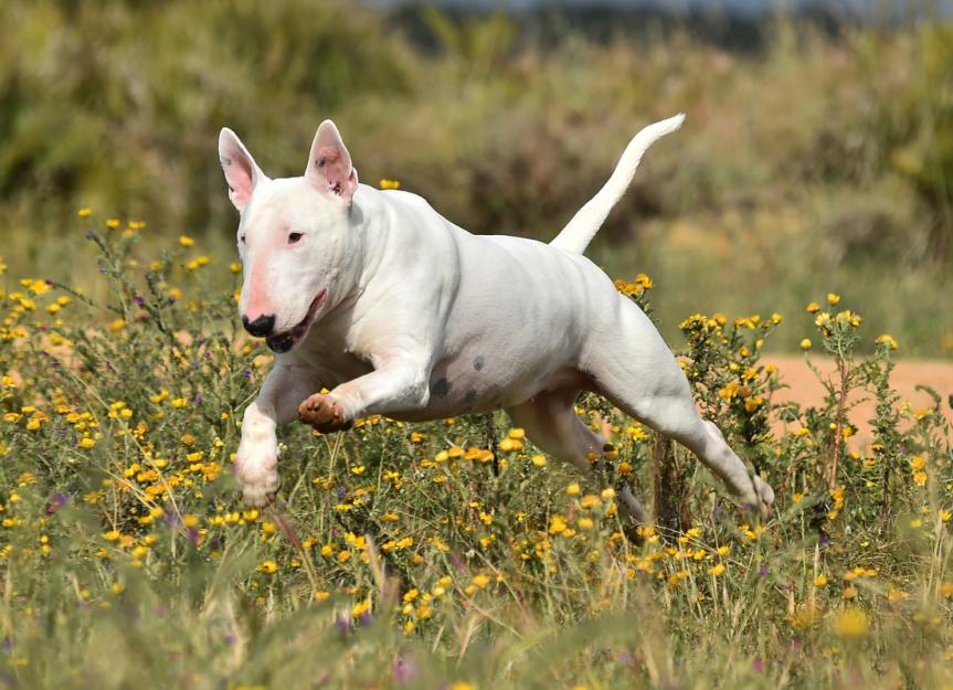 Bull Terrier