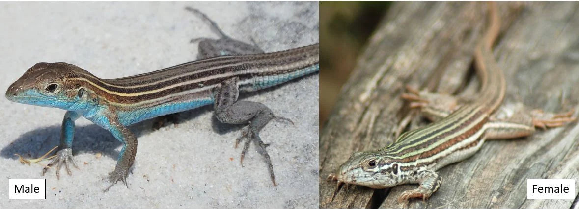 Common lizards