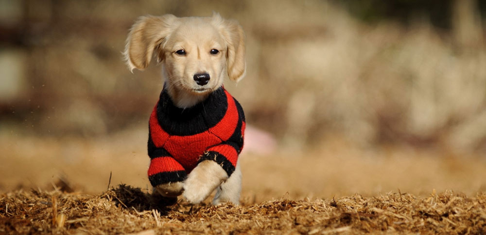 Dog Shirts & Tank Tops