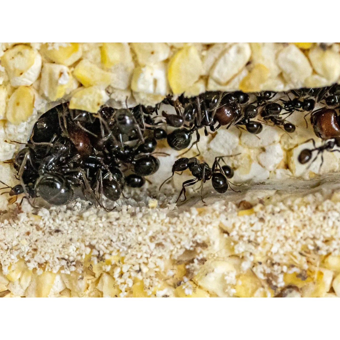 ANTCUBE - Popcorn Nest 20x20 - L Antcube