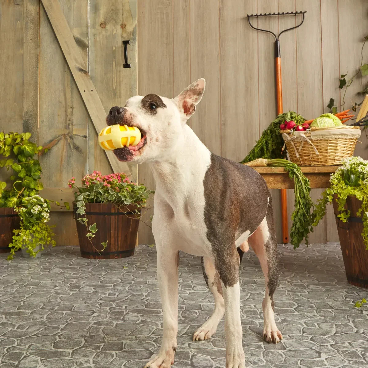 BARK Burly Swirly Dog Toys BARK