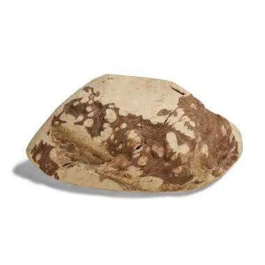 CANOPHERA All Natural Briar Wood Chew for Dogs CANOPHERA