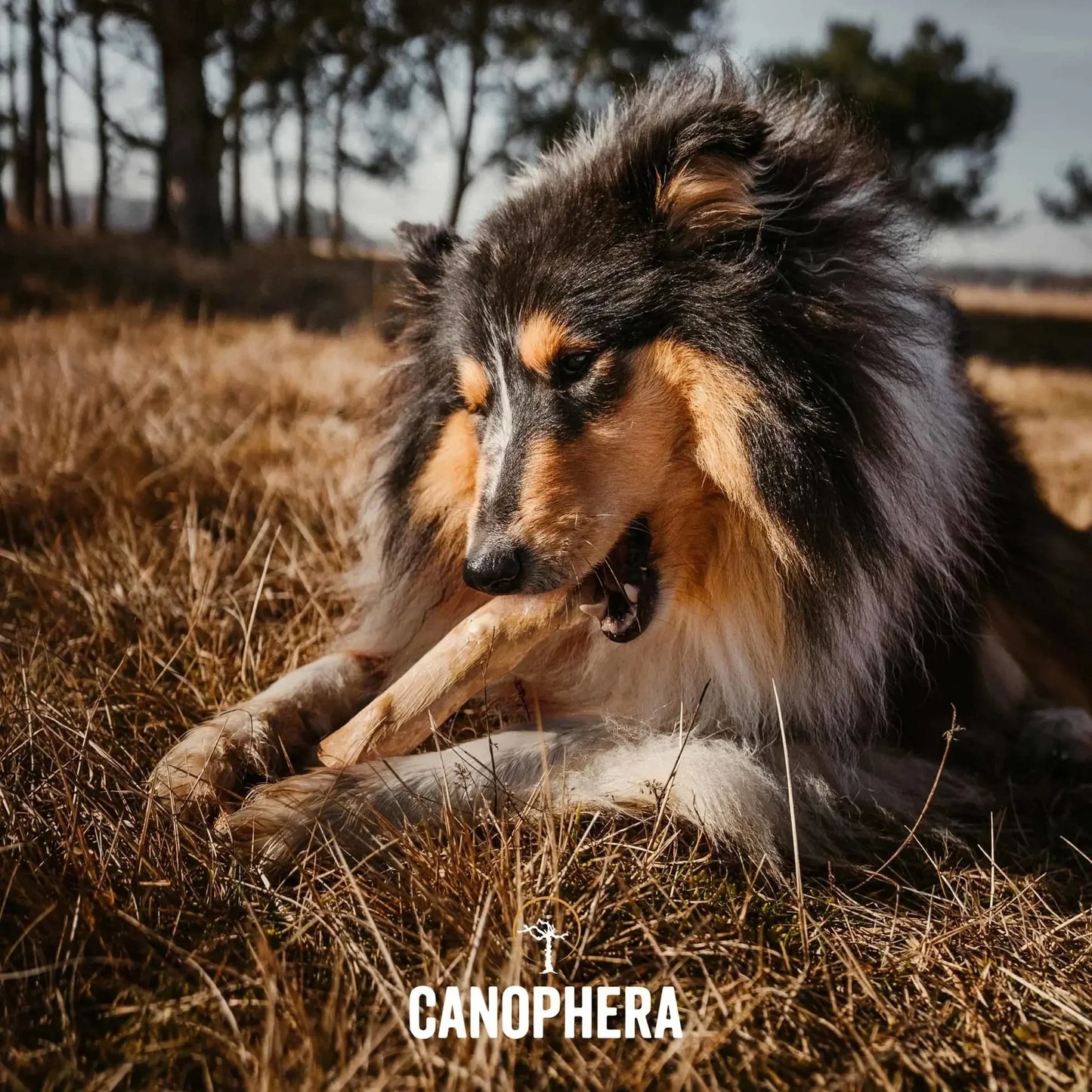 CANOPHERA All Natural Coffee Wood Chew for Dogs CANOPHERA