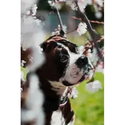 Canine Matrix Skin & Coat Seasonal Allergies Dog Supplement Mushroom Matrix