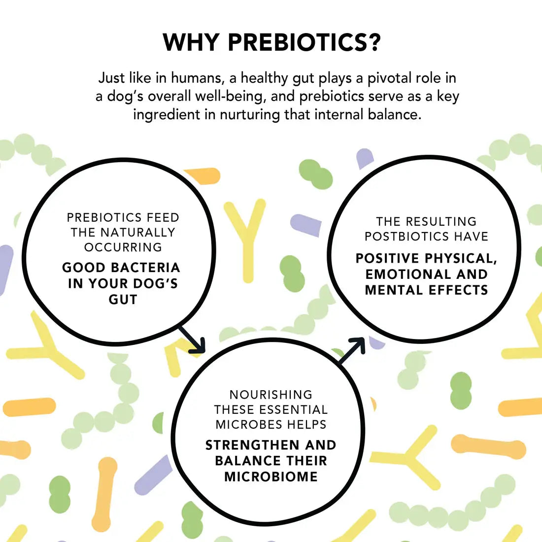 A text graphic about Crumps’ Naturals Gutsy Happy Bites - Mood & Gut Health dog treats explains these prebiotics feed gut bacteria, yielding postbiotics that enhance the microbiome and improve canine gut health, with a background of colorful bacteria shapes.