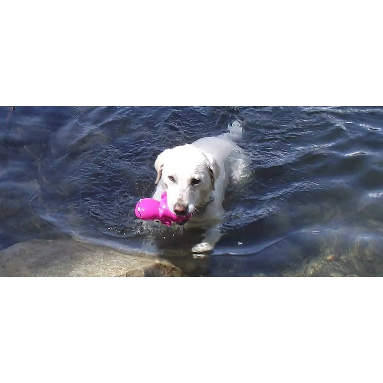 Cycle Dog 3-Play Hippo Dog Toy Cycle Dog