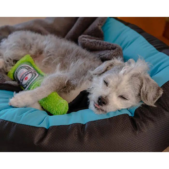 A small gray and white dog naps on a blue and black bed, partly under a blanket, with the Cycle Dog Duraplush Brewgear Bottles Dog Toy by its paw. The relaxed dog has its tongue slightly sticking out.