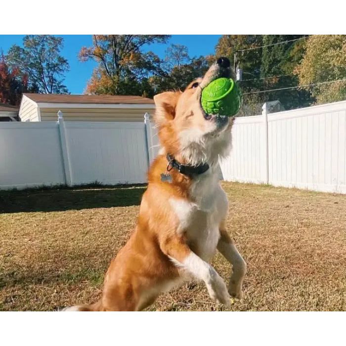 A tan and white dog leaps in a grassy backyard, catching the Cycle Dog High Roller Dog Ball by Cycle Dog, with a white fence and autumn trees in the background under a clear blue sky.