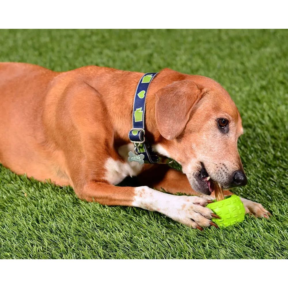 A brown dog with a green collar lies on grass, chewing on the eco-friendly Cycle Dog High Roller Plus Dog Ball—a green floating ball from Cycle Dog—gripped between its front paws.