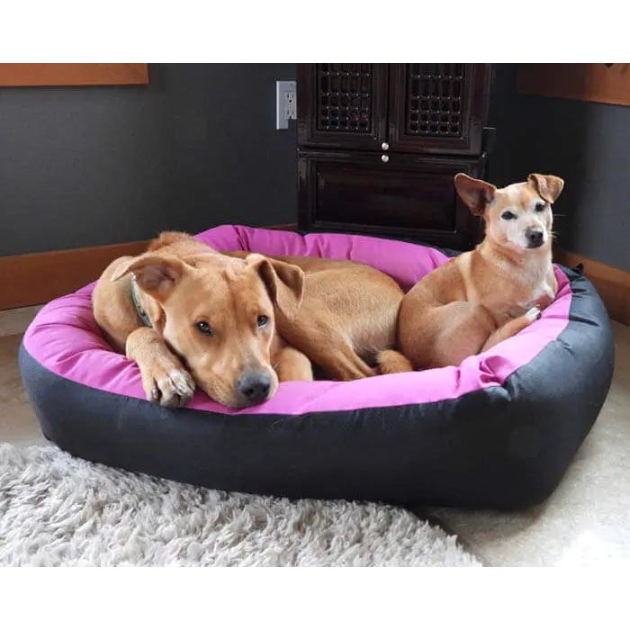 Two dogs relax together on a Cycle Dog Waterproof Barrier Nestle Dog Bed in black and pink. The large tan dog rests its head on the edge, while the smaller light brown dog sits upright beside it on a light-colored indoor rug.
