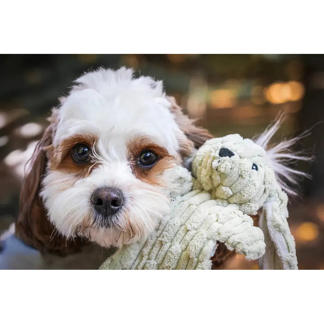 A small, fluffy dog with white and brown fur holds a HuggleHounds Woodland HuggleFlatties Tough Squeaky Plush Dog Toy in its mouth, looking at the camera with big eyes. Available in a 3-pack for small dogs.