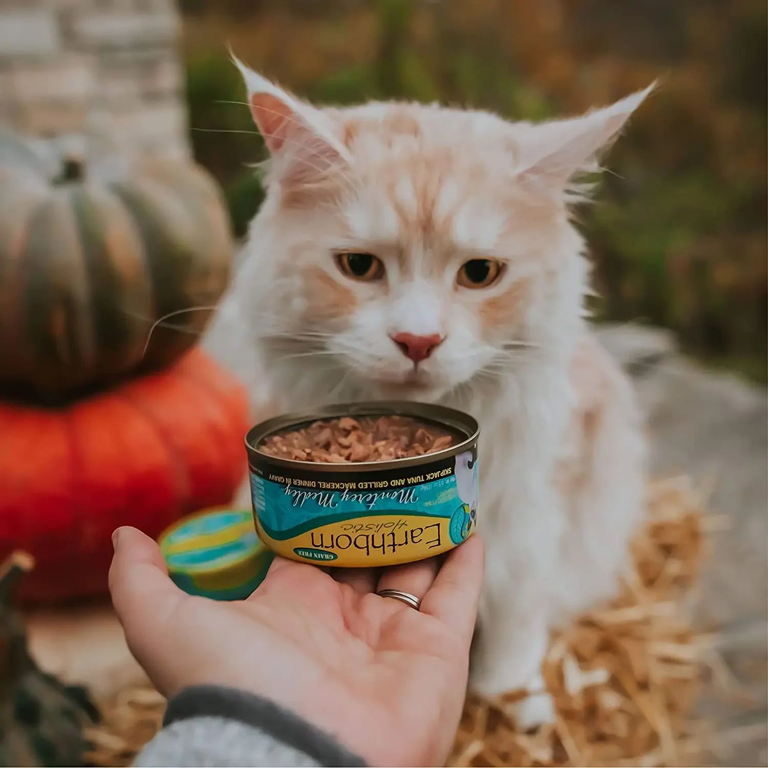 Earthborn Holistic Grain Free Monterey Medley Wet Cat Food Earthborn Holistic