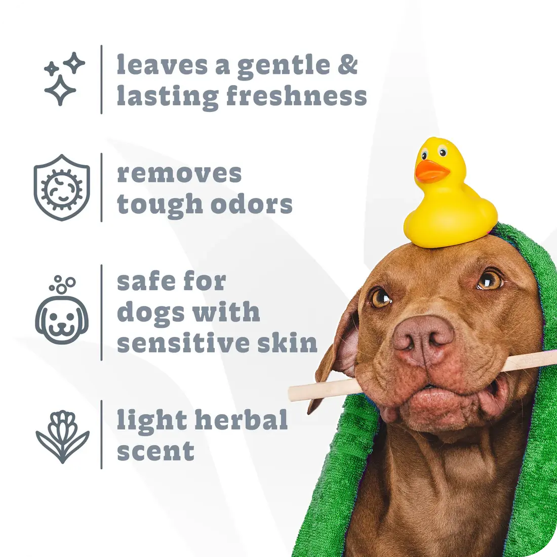 A brown dog with a green towel and yellow rubber duck enjoys lasting freshness with Espree 2in1 Intense Odor Neutralizer Dog Shampoo—removing odors, safe for sensitive skin, and offering a light herbal scent.