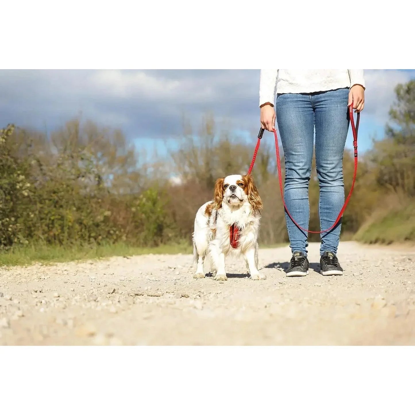 EzyDog Zero Shock Lite Bungee Dog Leash 72 in EZY Dog