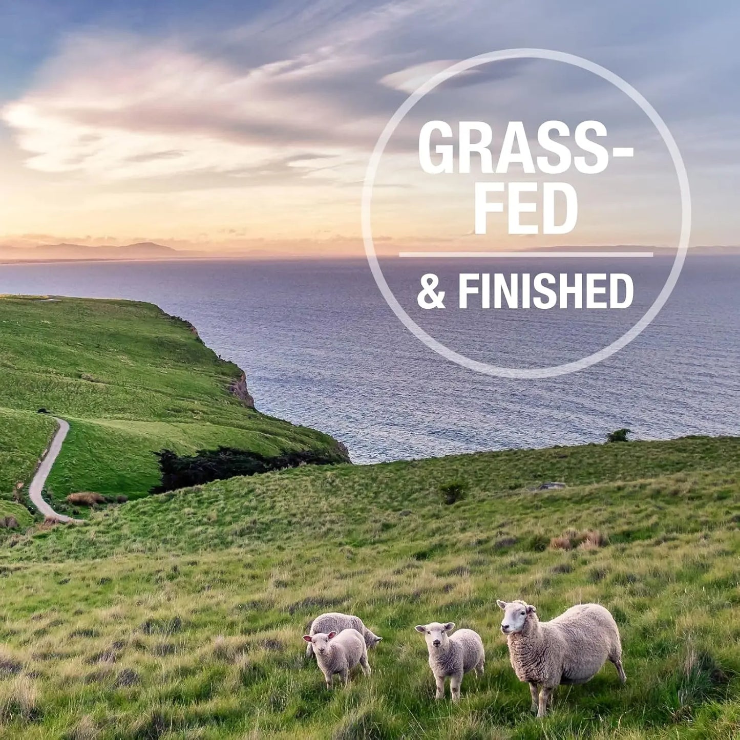 Three sheep stand on a grassy hillside overlooking the ocean at sunset, with Feline Natural New Zealand Beef & Hoki Feast Grain-Free Freeze-Dried Cat Food in large white letters in a circle at the top right.