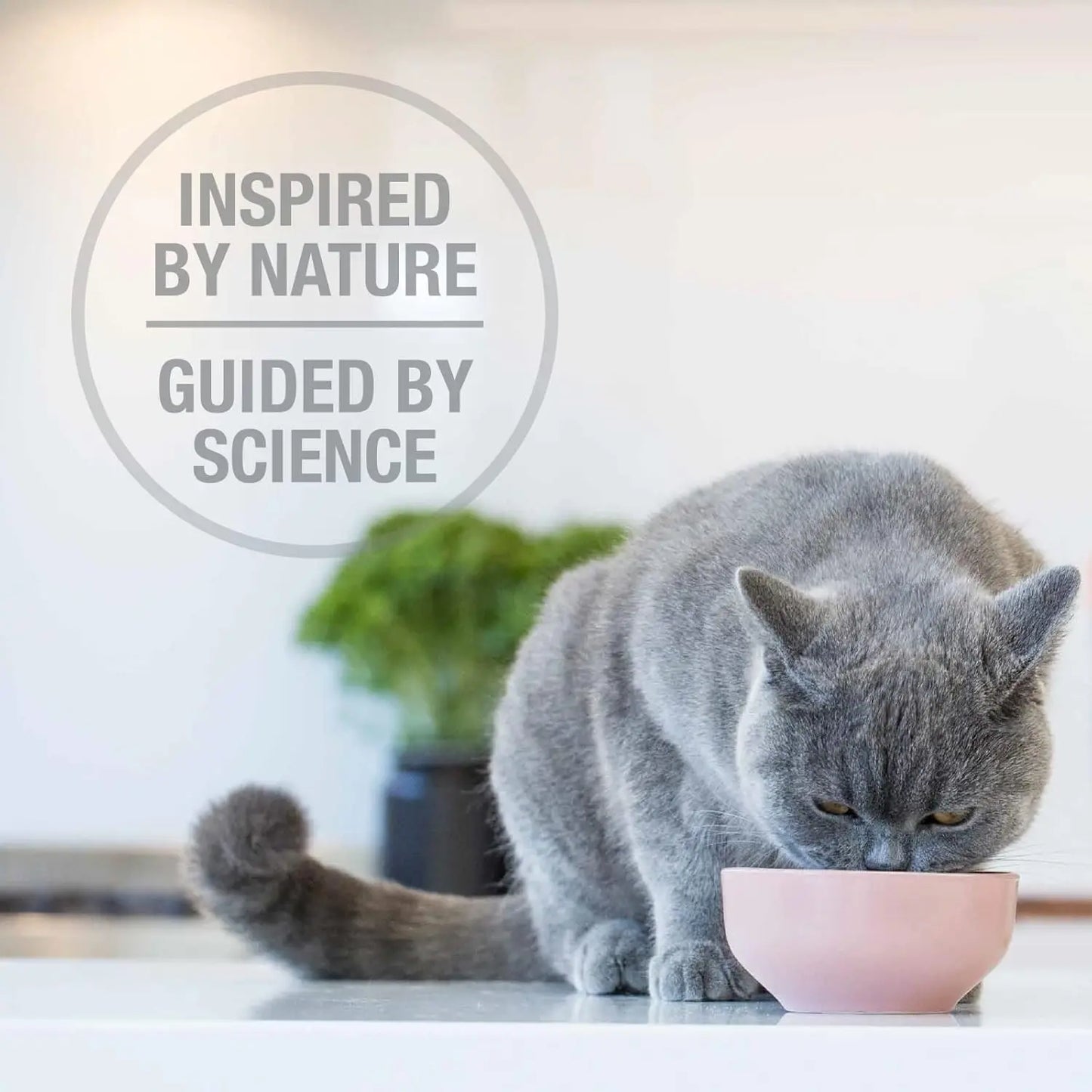 A gray cat eats Feline Natural New Zealand Beef & Hoki Feast Grain-Free Freeze-Dried Cat Food from a pink bowl on a white surface. Behind them, “Inspired by Nature Guided by Science” appears in a circle with a blurred green plant.