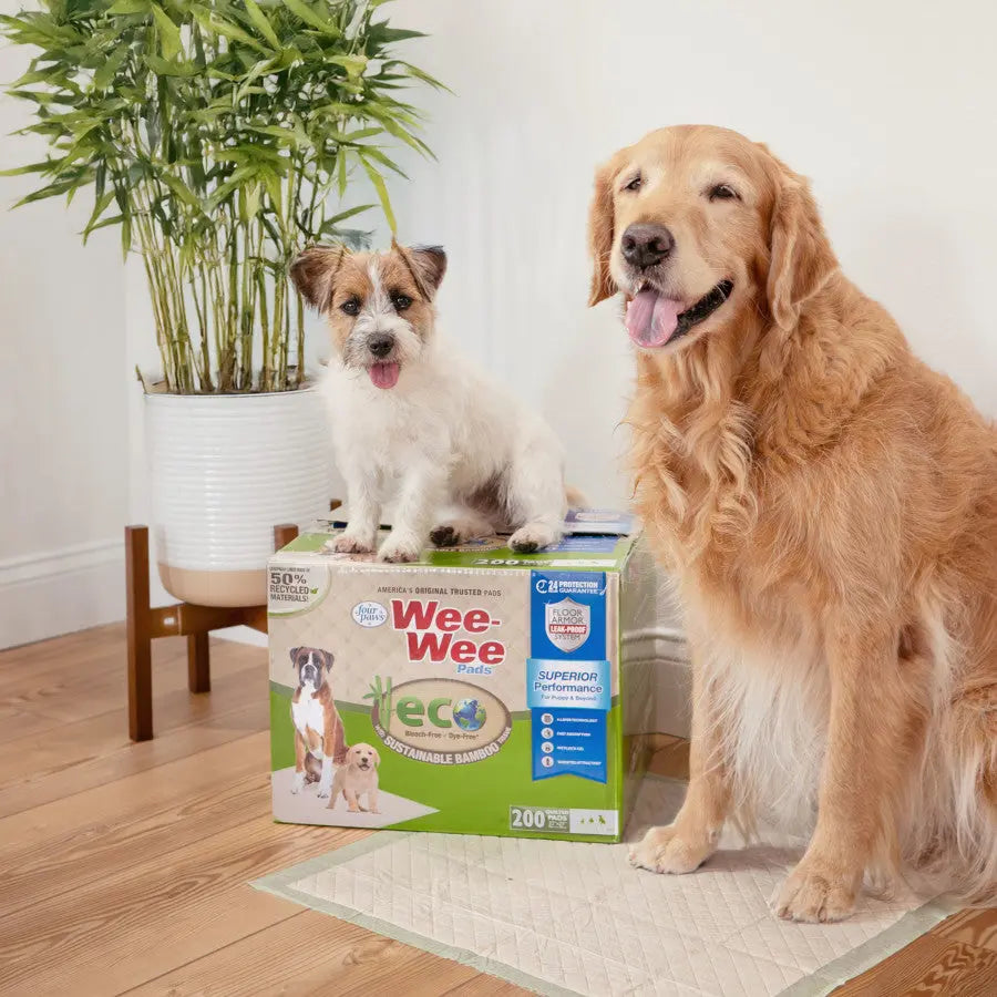A small white and brown dog sits on a box of Four Paws Wee-Wee Superior Performance Eco Bamboo Dog Pee Pads next to a golden retriever; both are on a beige pad in a bright room with a potted plant.