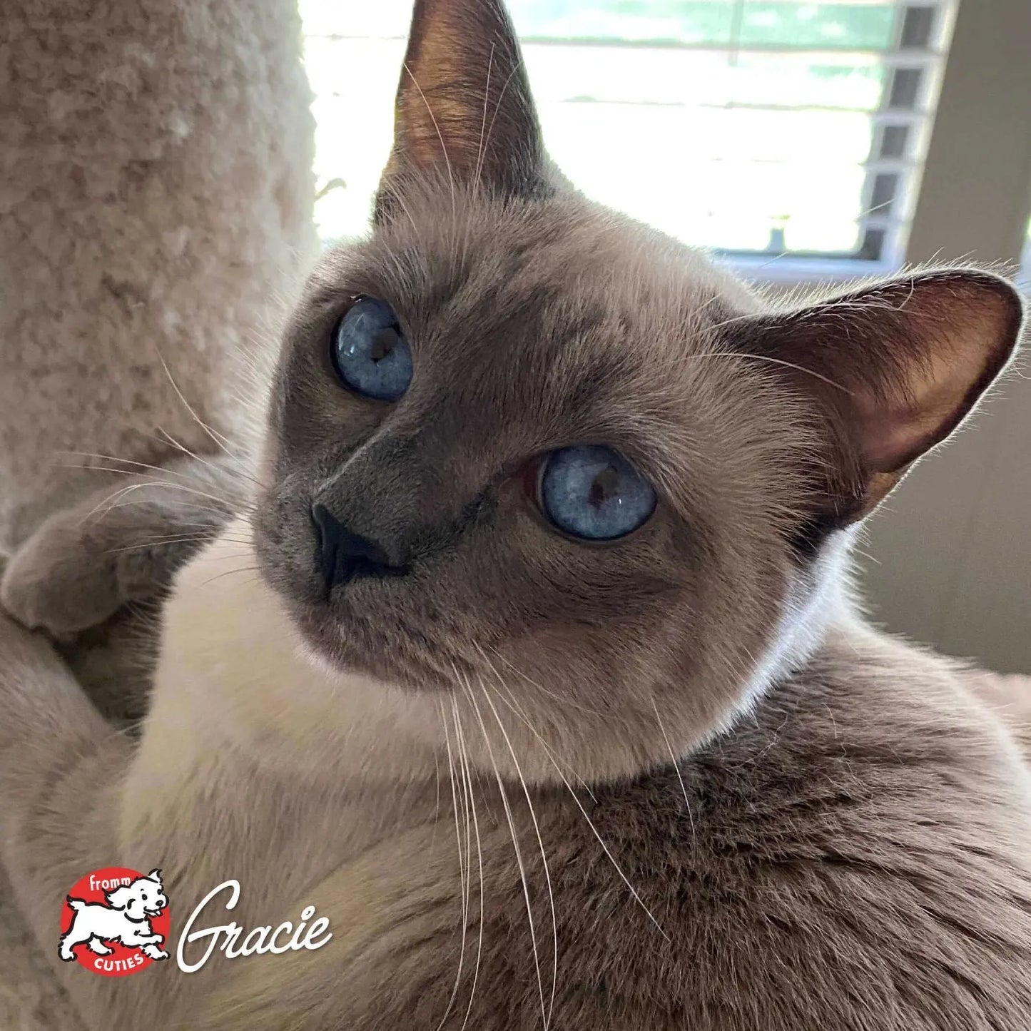 Fromm Gold Indoor Cat Food Fromm